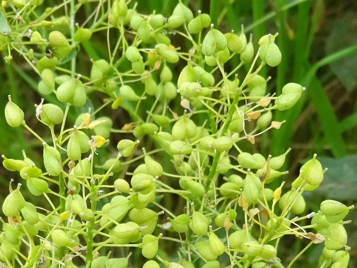 Lepidium draba (Brassicaceae)